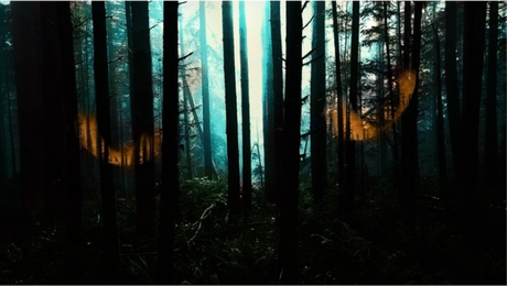 Nadruk Dark Forest - Przód